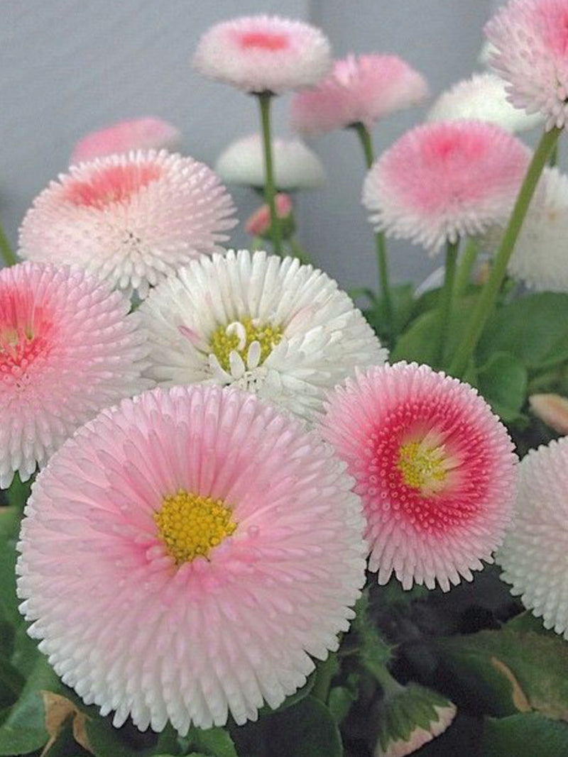 Bellis perennis Pomponette Pink Daisy Seeds, Cottage Garden Flowers, 50 Seeds flower seeds
