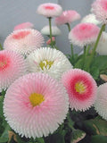 Bellis perennis Pomponette Pink Daisy Seeds, Cottage Garden Flowers, 50 Seeds flower seeds