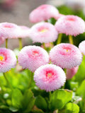50+ English Daisy Flower Seeds / Bellis perennis 'Pomponette' Pink Seeds / Cottage Garden / English Garden / (G38) F flower seeds