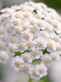 White Yarrow Flower Seeds, Achillea Millefolium, 100 Seeds flower seeds