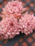Echeveria 'blue peacock'  , Rare Live Succulent faux plants