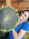 Organic Mongolian Sunflower Seeds - 25 Seeds Pack, GMO-Free, Blossom Your Garden! flower seeds