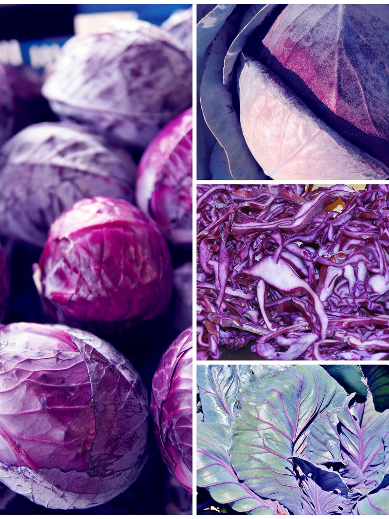 Heirloom Red Acre Cabbage Seeds - Compact Purple Red Cabbage / Good for Small Garden Container Gardens / Long Storage Vegetable - Seeds seeds bulk