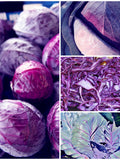 Heirloom Red Acre Cabbage Seeds - Compact Purple Red Cabbage / Good for Small Garden Container Gardens / Long Storage Vegetable - Seeds seeds bulk