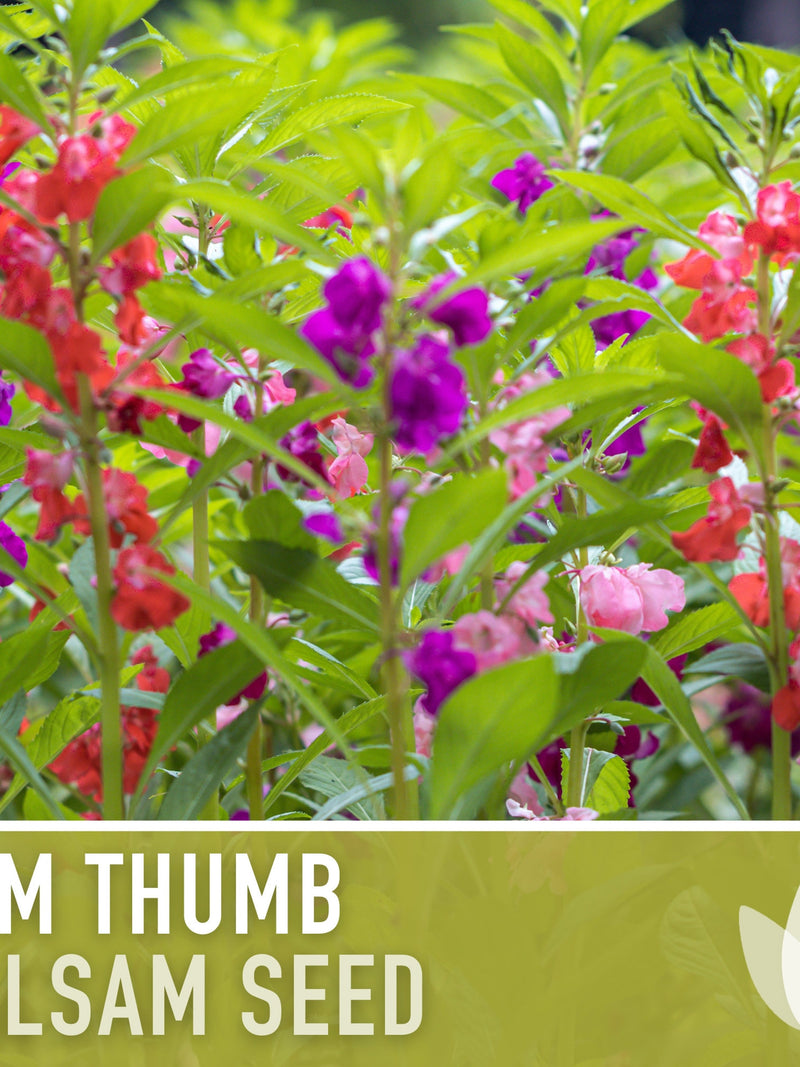 Tom Thumb Balsam Flower Seeds, Dwarf Mix, Pollinator Garden flower seeds