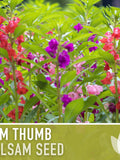 Tom Thumb Balsam Flower Seeds, Dwarf Mix, Pollinator Garden flower seeds