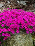 Bulk Fairy Starflower, Ground Cover, Alpine Balsam, Erinus Alpinus, Dr. Hahnle, ES401C seeds bulk