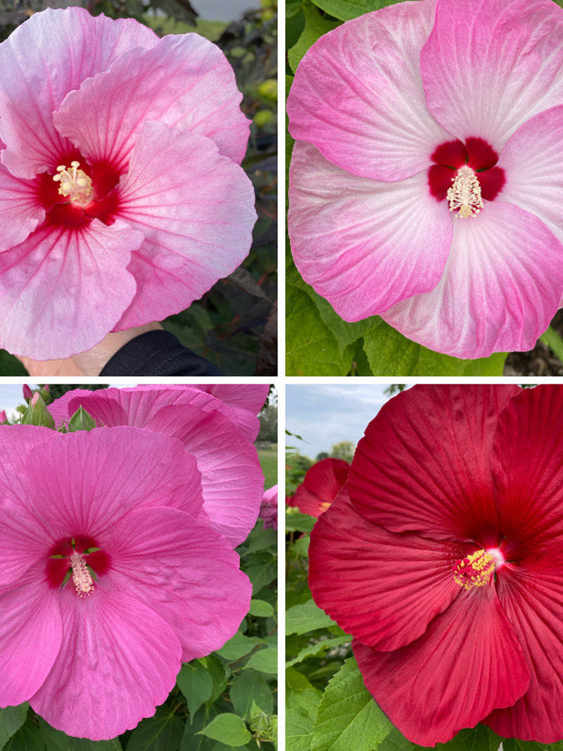 Hardy Hibiscus Mix colours ( 4 varieties )in one pack 30 seeds. Hardy perennial seeds bulk