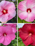 Hardy Hibiscus Mix colours ( 4 varieties )in one pack 30 seeds. Hardy perennial seeds bulk