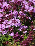 1000 Pcs Wild Creeping Thyme Seeds-THYMUS PULEGLIOIDES -FL197-Wild Thyme-Creeping Lemon Thyme Kurt-Larger broadleaf Thyme (6-12 Inches Tall) seeds bulk