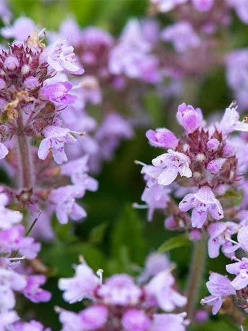 1000 seeds-Thymus Puleglioides Seeds-Creeping Lemon Thyme-THYMUS PULEGLIOIDES -PV197-Larger broadleaf Thyme seeds bulk