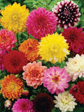 Dahlia Flower Seeds - Unwins Dwarf Hybrid variety. flower seeds