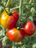 Big RAINBOW TOMATO Seeds - Heirloom Large Rainbow Tomatoes Weighing Upto 2 Lbs / Tastes Rich Sweet and Juicy - Heirloom Vegetable Seeds seeds bulk