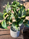 Philodendron Leaf Large Bunch With or Without Pot faux plants