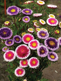 Hi-No-Maru Aster Flower Seeds: Bi-Color Mix flower seeds