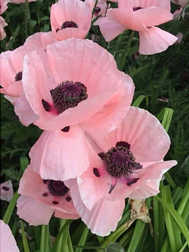 Oriental poppy mix, Papaver orientale, English Cottage Garden Flower, 50 Seeds seeds bulk