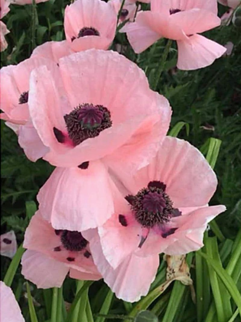 Oriental poppy mix, Papaver orientale, English Cottage Garden Flower, 50 Seeds flower seeds