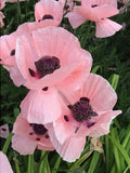 Oriental poppy mix, Papaver orientale, English Cottage Garden Flower, 50 Seeds flower seeds