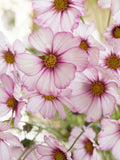 25 Unique Cosmos Picotee Flower Seeds / Cosmos bipinnatus  / Unique Cosmos / (G43) F flower seeds