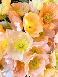 50 seeds Large cup shaped mix Iceland Poppies Seed Òcool weather Ò flower seeds