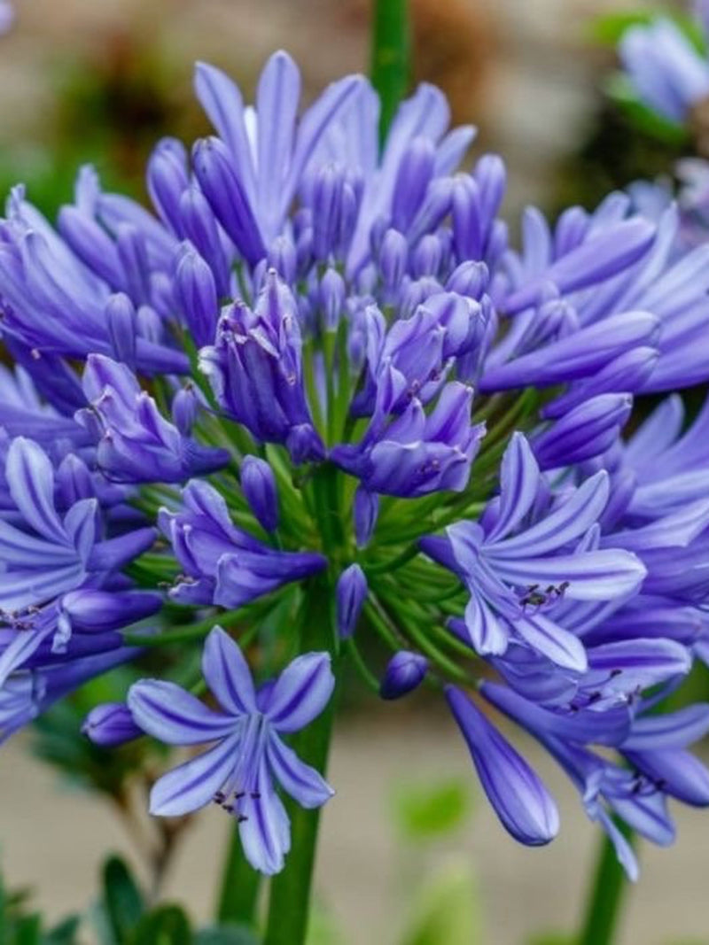 25 AGAPANTHUS 'BIG BLUE' seeds---Flower seedsÑ-plant seedsÑ-Gardening---seeds---gift flower seeds