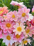 10 Seeds  Dahlia Variabilis Dandy  Mix Seeds | Dwarf Bi-coloured | Organic Perennial Flower flower seeds