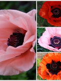 Bulk Oriental Poppy Choice Mix Poppy Seeds, Papaver Orientale, Red, Orange, Pink, Salmon, Perennial, Fall Planting PO061CR seeds bulk