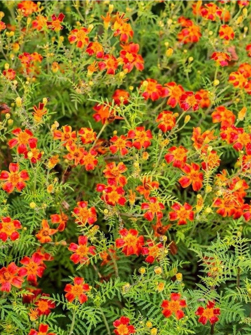 Bio¥Semences oeillet d'Inde starfire mix flower spore