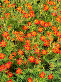 Bio¥Semences oeillet d'Inde starfire mix flower spore