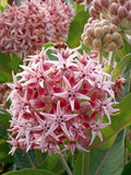 20+ Showy Milkweed Seeds - Pink Ball Flower Seeds / Asclepias Speciosa / Perennial Butterfly Garden / Monarch Butterfly Conservation Seeds flower seeds