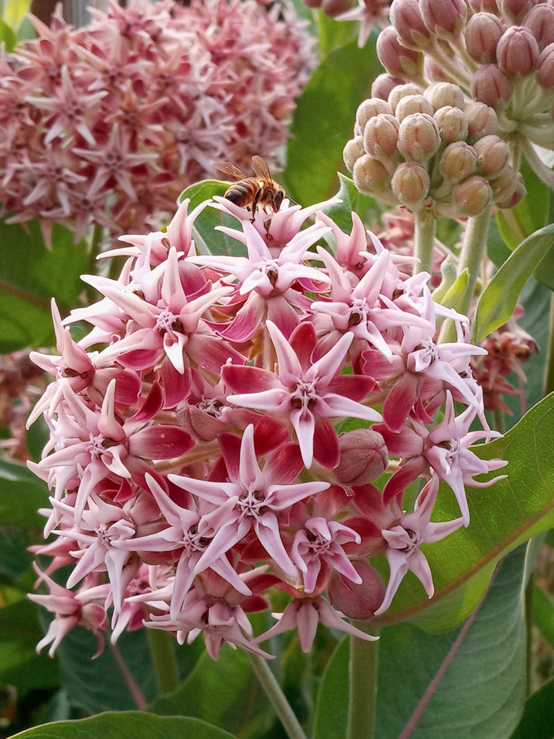 20+ Showy Milkweed Seeds - Pink Ball Flower Seeds / Asclepias Speciosa / Perennial Butterfly Garden / Monarch Butterfly Conservation Seeds FLOWER DELIVERY