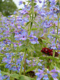 100+ Beautiful Pastel Blue-Purple One-sided Beardtongue (Penstemon unilateralis) seeds flower spore