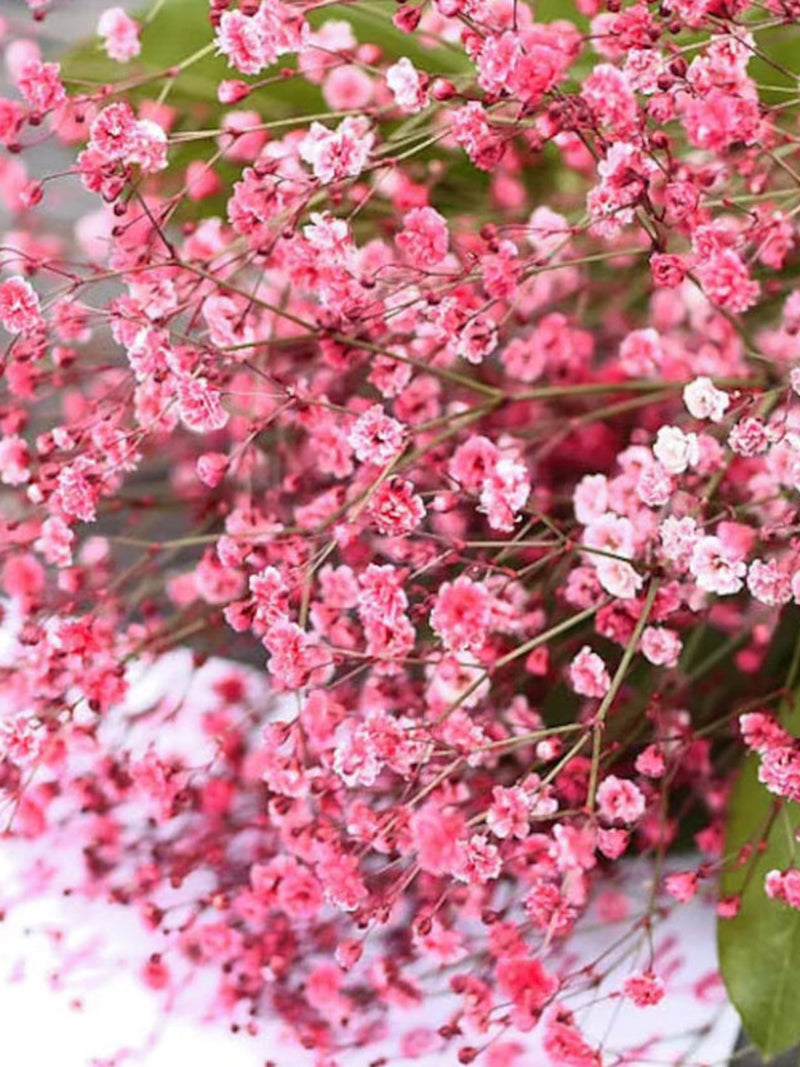 Crimson Baby's Breath Seeds, Garden Flower Seeds, For Bouquet Filler, For Dried Cut Flower,  50+ / 100+ / 150+ / Seeds seeds bulk