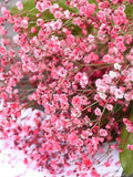 Crimson Baby's Breath Seeds, Garden Flower Seeds, For Bouquet Filler, For Dried Cut Flower,  50+ / 100+ / 150+ / Seeds seeds bulk