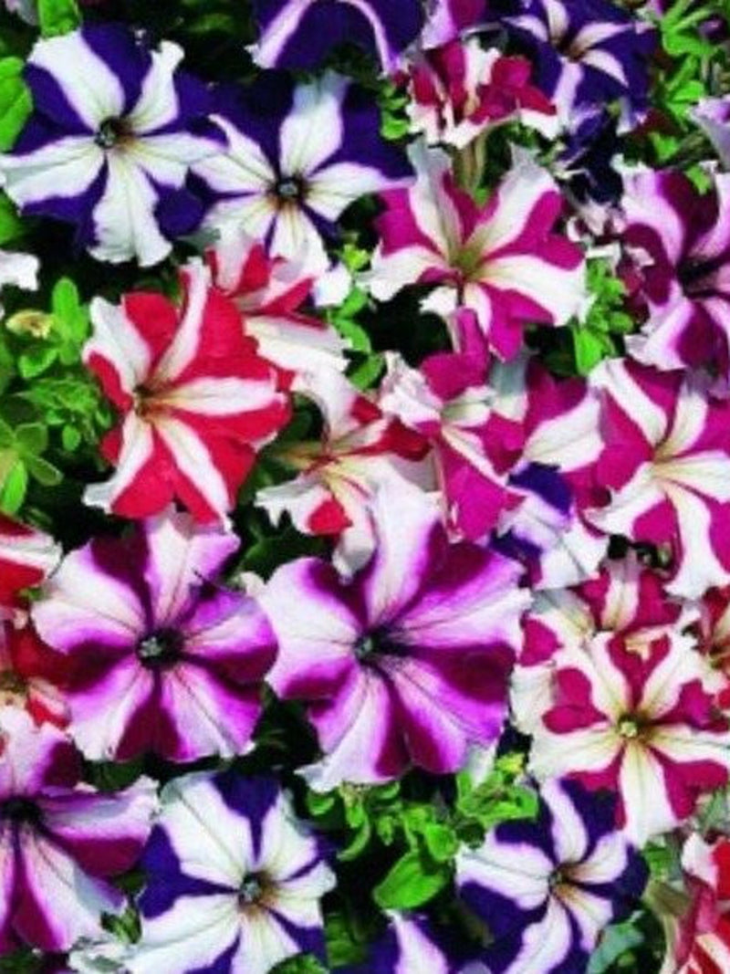 Star Petunia, assorted colors, 300 seeds. A very beautiful plant, ideal for pots and gardens. flower seeds
