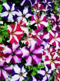 Star Petunia, assorted colors, 300 seeds. A very beautiful plant, ideal for pots and gardens. flower seeds
