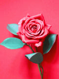 Valentine Rose Paper Flower Templates: DIY SVG, Studio, Scan&Cut (Instant Download) Love Romance Flower
