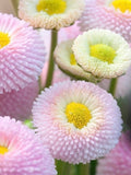 50 Seeds Bellis perennis, Daisy seeds/Pink  English Daisy seeds - Bellis perennis Flower Balcony biennial Outdoor Cut Organic flower seeds
