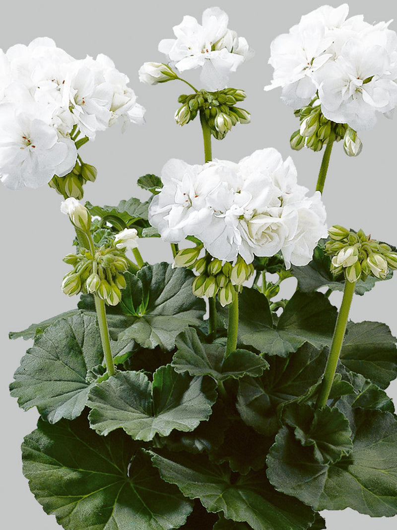 White Geranium Pelargonium /10 Seeds / 0.1g / GMO free seeds bulk