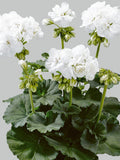 White Geranium Pelargonium /10 Seeds / 0.1g / GMO free seeds bulk