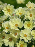 25 Xanthios Pastel Creamy Yellow Cosmos bipinnatus seeds FLOWER DELIVERY