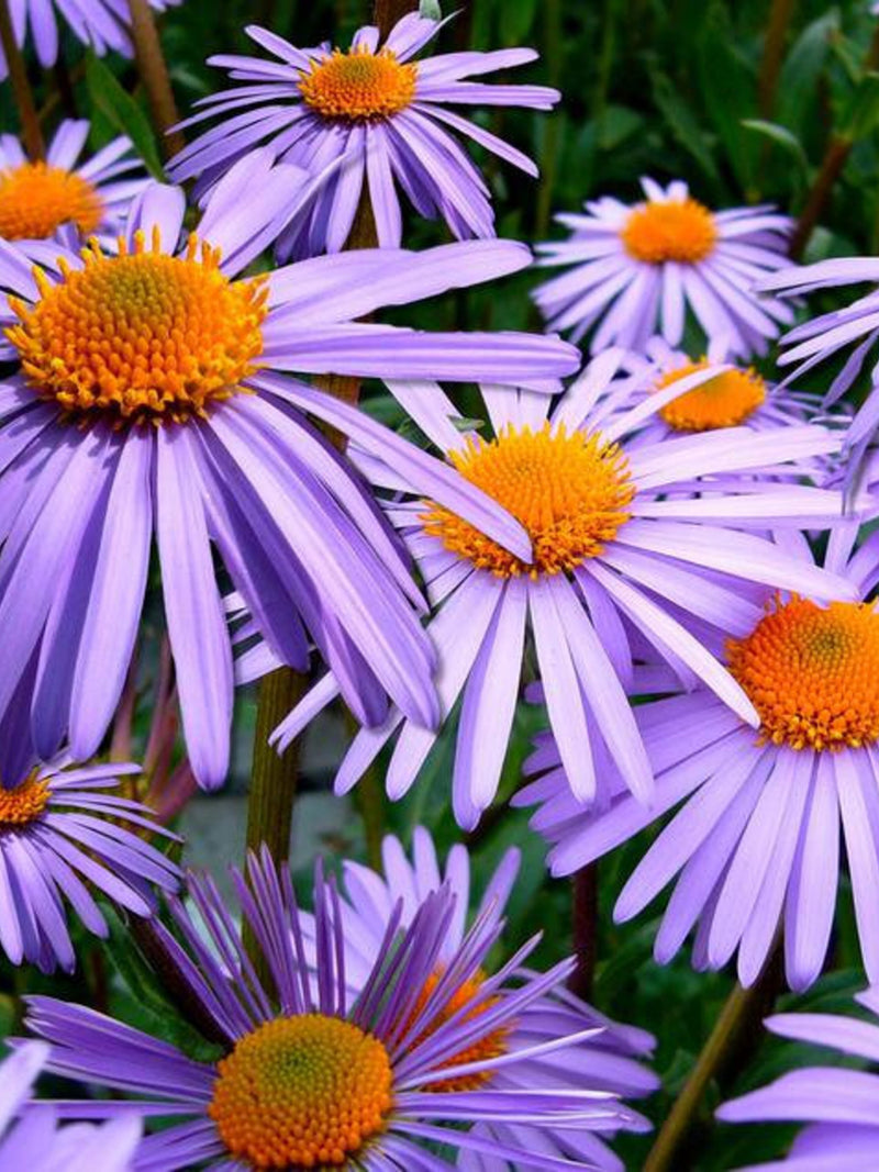 Bulk New England Aster Seeds, Aster Symphyotrichum Novae-Angliae ST401C seeds bulk