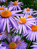 Bulk New England Aster Seeds, Aster Symphyotrichum Novae-Angliae ST401C seeds bulk