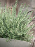 Rosemary Herb Seeds - Culinary Herb for Indoor Outdoor Herb Garden / Container Garden / Houseplant / Fresh Rosemary Herb / Aromatic - Seeds seeds bulk