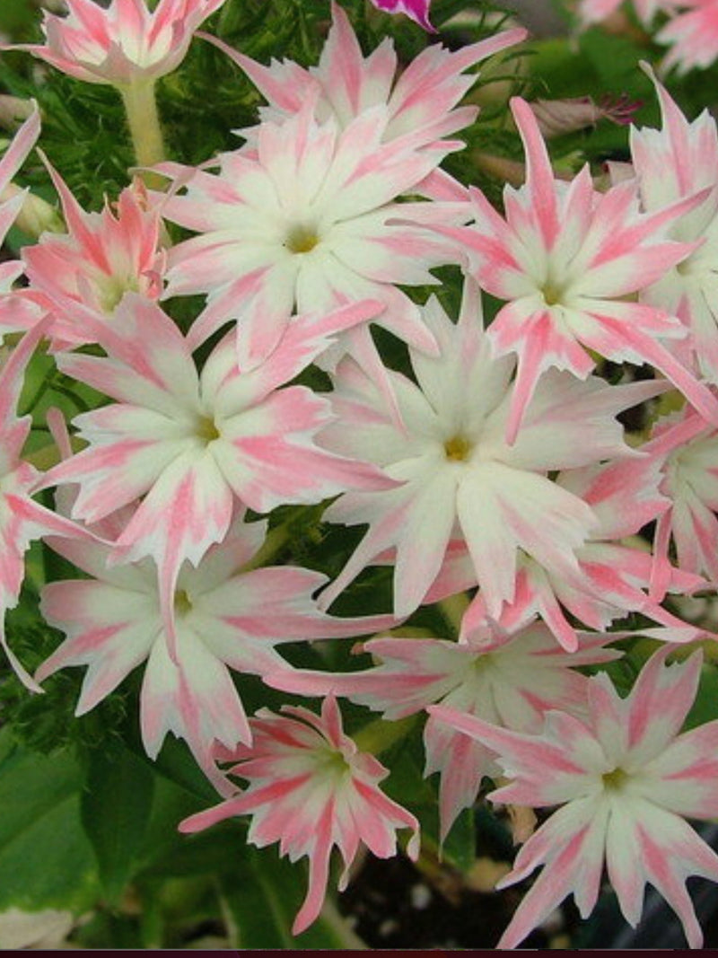 Phlox Twinkle Star Mix Flower, Phlox Drummondii Cuspidata, 40 Seeds flower seeds