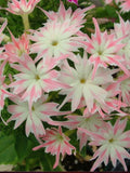 Phlox Twinkle Star Mix Flower, Phlox Drummondii Cuspidata, 40 Seeds flower seeds