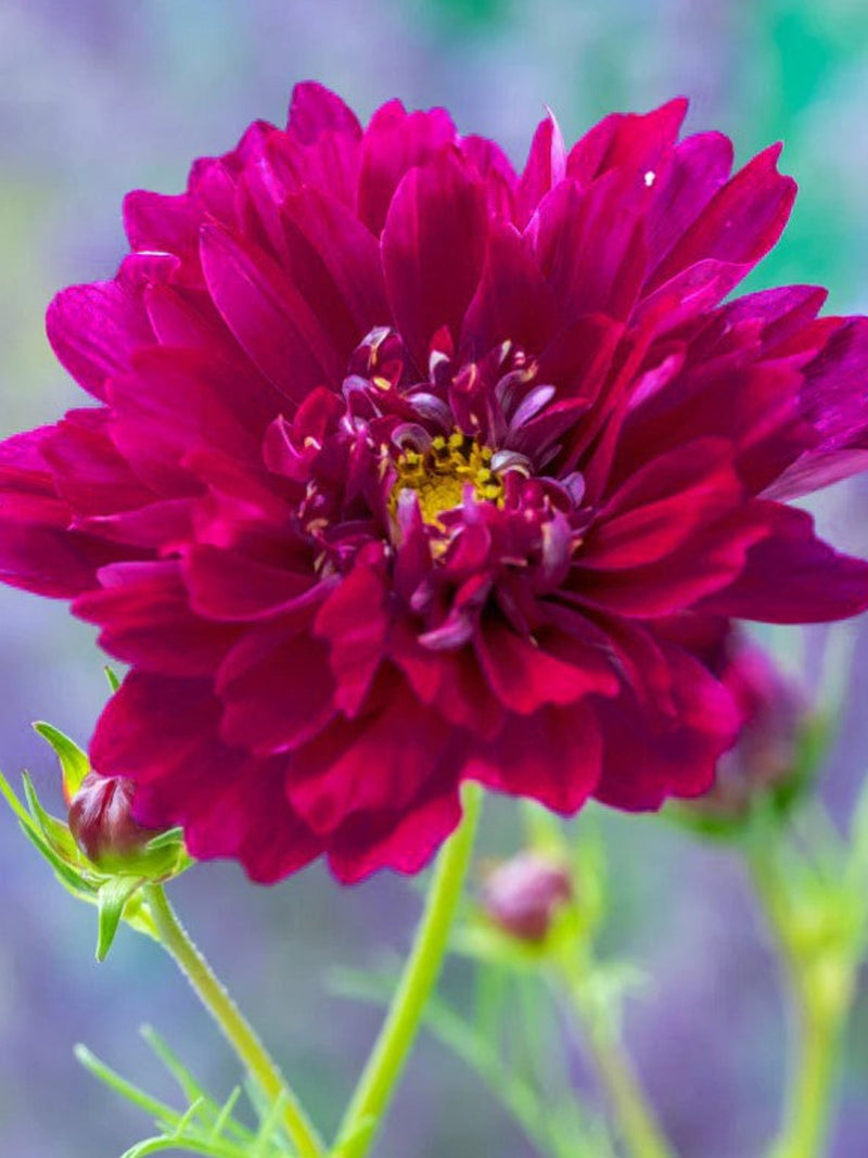 15 rare COSMOS 'Cranberries Double Click' seeds---Flower seeds--Plant seeds--Gardening--Seeds--Gift flower seeds