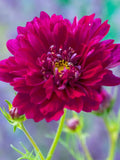 15 rare COSMOS 'Cranberries Double Click' seeds---Flower seeds--Plant seeds--Gardening--Seeds--Gift flower seeds