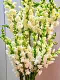 50+ seeds Elegant cottage Garden flower Heirloom White Snapdragon Antirrhinum majus Seeds seeds bulk