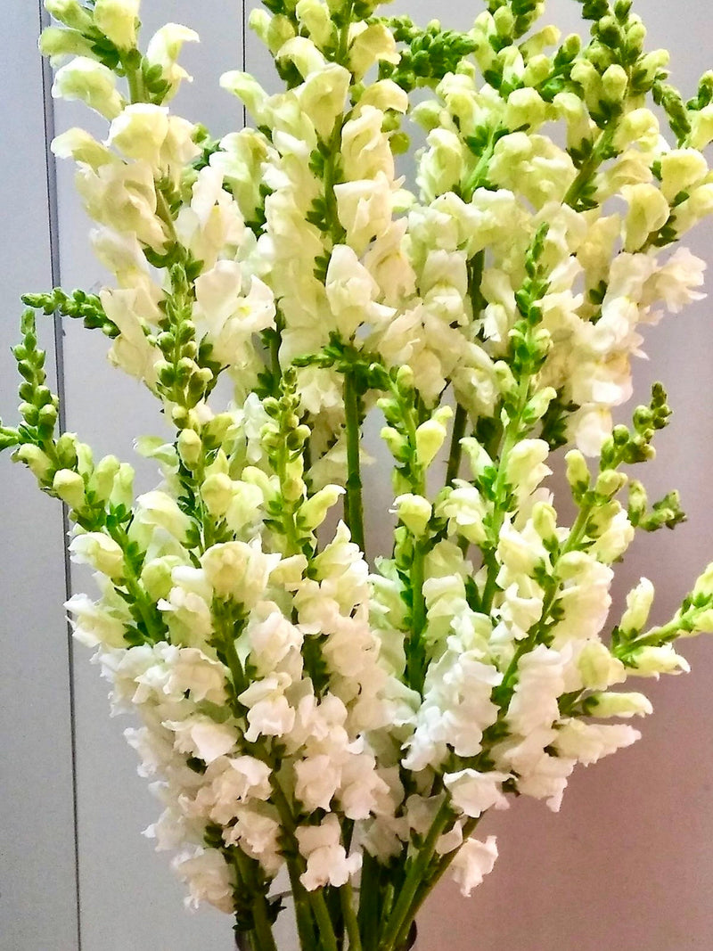 50+ seeds Elegant cottage Garden flower Heirloom White Snapdragon Antirrhinum majus Seeds flower seeds